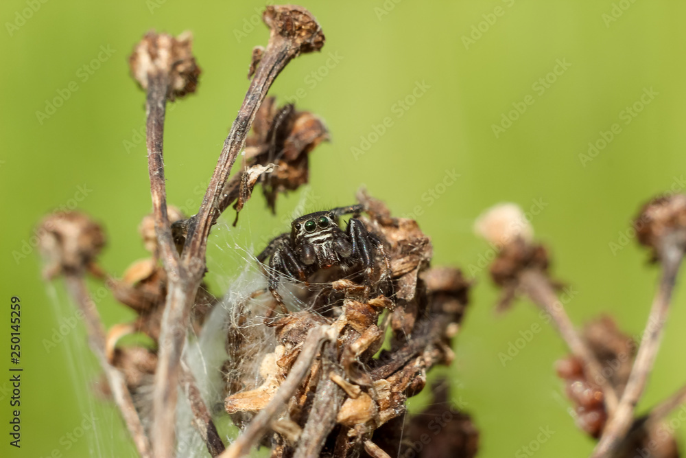 small spider close-up hiding on a dry branch, blurred green yellow background small spider close-up hiding on a dry branch, blurred green yellow background