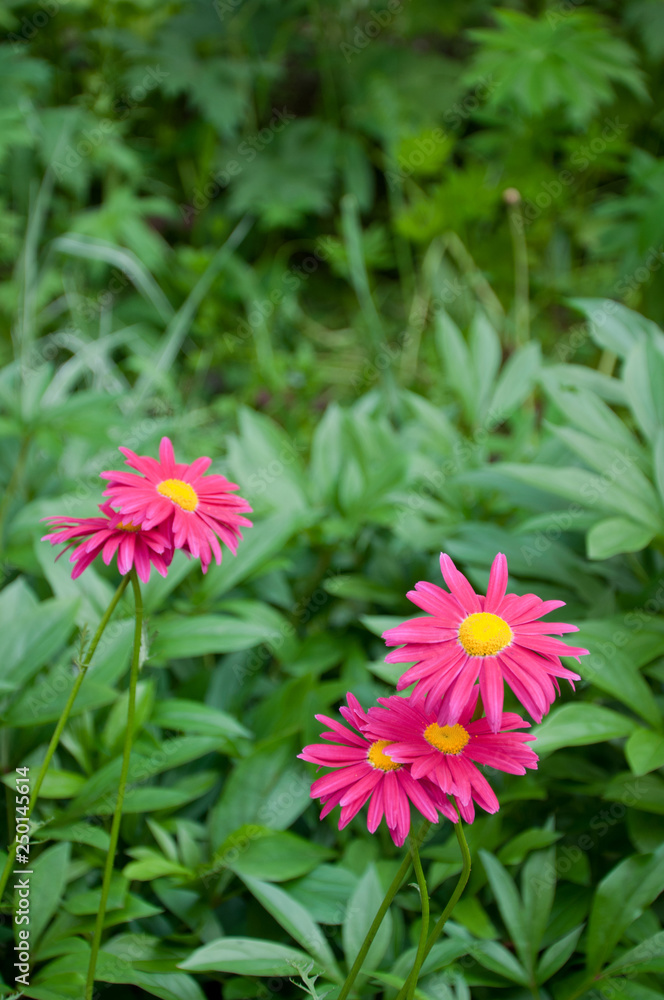 Dark pink feverfew on flowerbed. Dark pink feverfew on flowerbed.