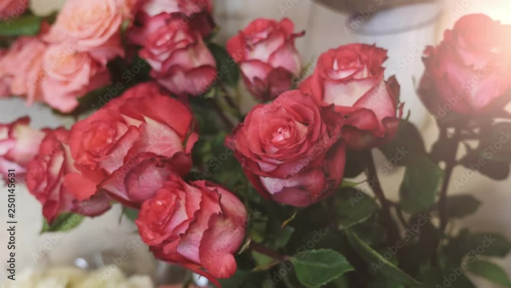 White and red roses with lovely petals and dew drops looking fragile in a kiosk White and red roses with lovely petals and dew drops looking fragile in a kiosk