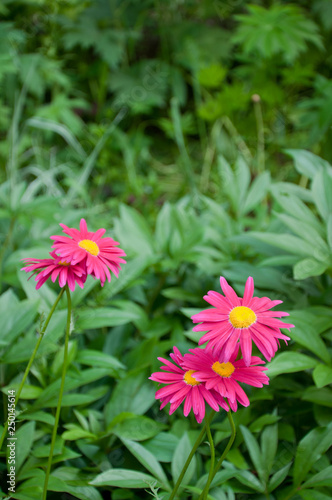 Dark pink feverfew on flowerbed.