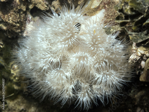 Plumose Anemone (Metridium farcimen). A vibrant Plumose Anemone photographed scuba diving in southern British Columbia.