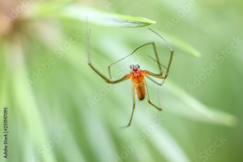Spider closeup hanging in the air on spider web, blurred background with copyspace. © Fotony76