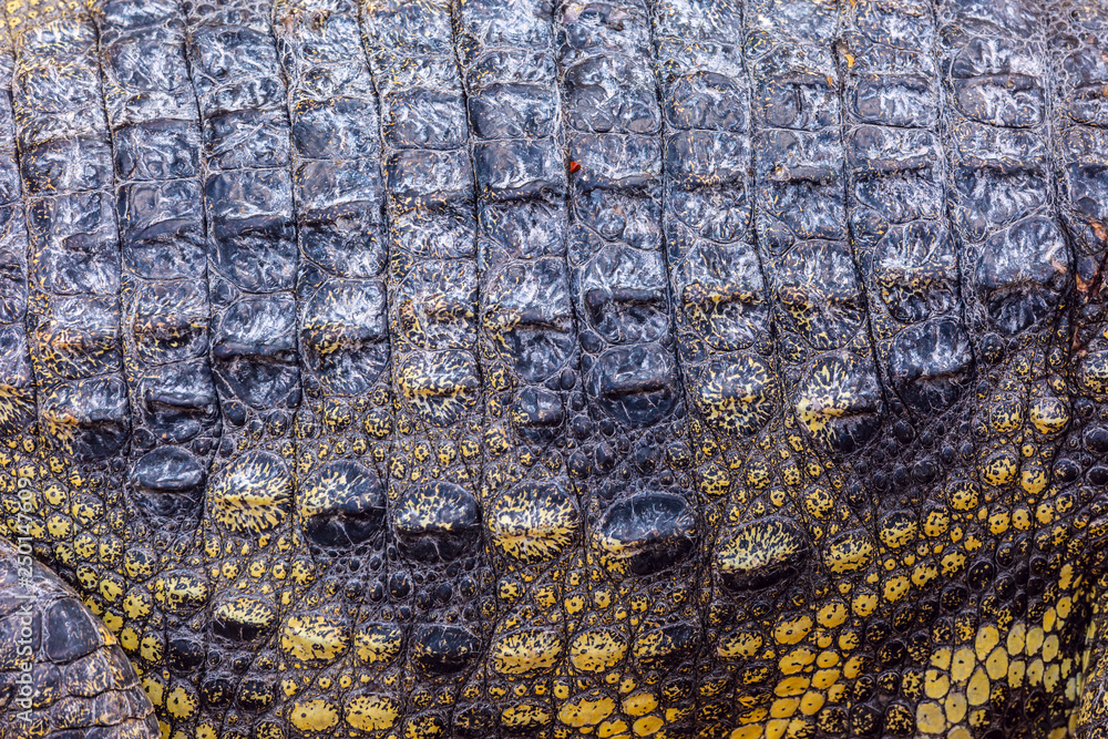 Closeup of Crocodile scaled skin, detailed rough texture Closeup of Crocodile scaled skin, detailed rough texture