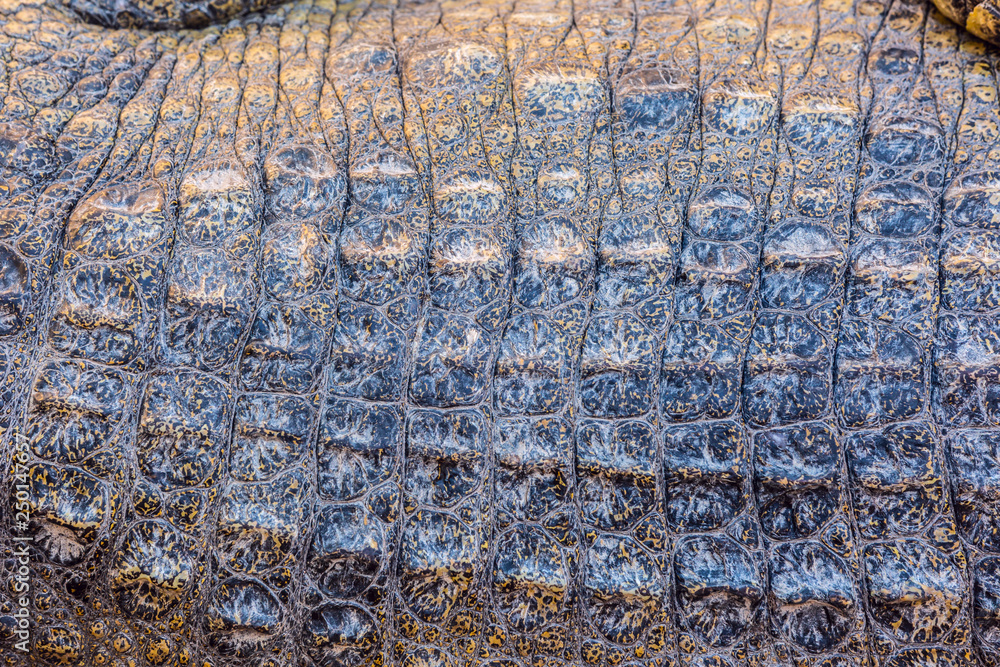 Closeup of Crocodile scaled skin, detailed rough texture Closeup of Crocodile scaled skin, detailed rough texture