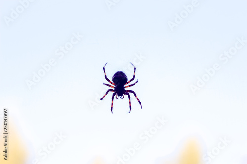 Spider closeup hanging in the air on spider web, blurred background with copyspace. © Fotony76