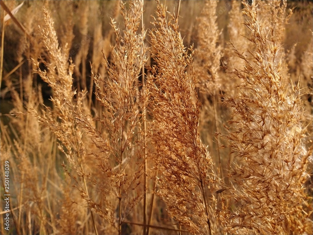 Obraz premium juncos atardeciendo