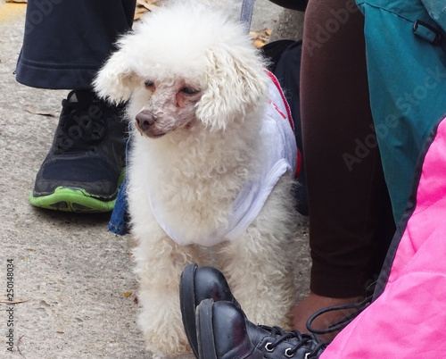 Krewe of Mutts Parade Baton Rouge photo