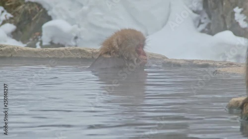 Follow the small monkey that moves in the hot spring. Jigokudani Monkey Park, Nagano Prefecture, Japan.