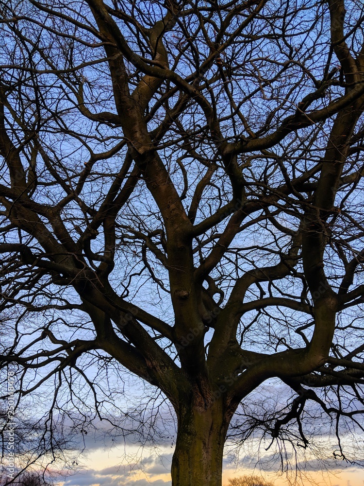 Beautiful trees and branches glowing against a bright winter sky at sunset, in Sherwood Forest, Nottinghamshire, UK Beautiful trees and branches glowing against a bright winter sky at sunset, in Sherwood Forest, Nottinghamshire, UK