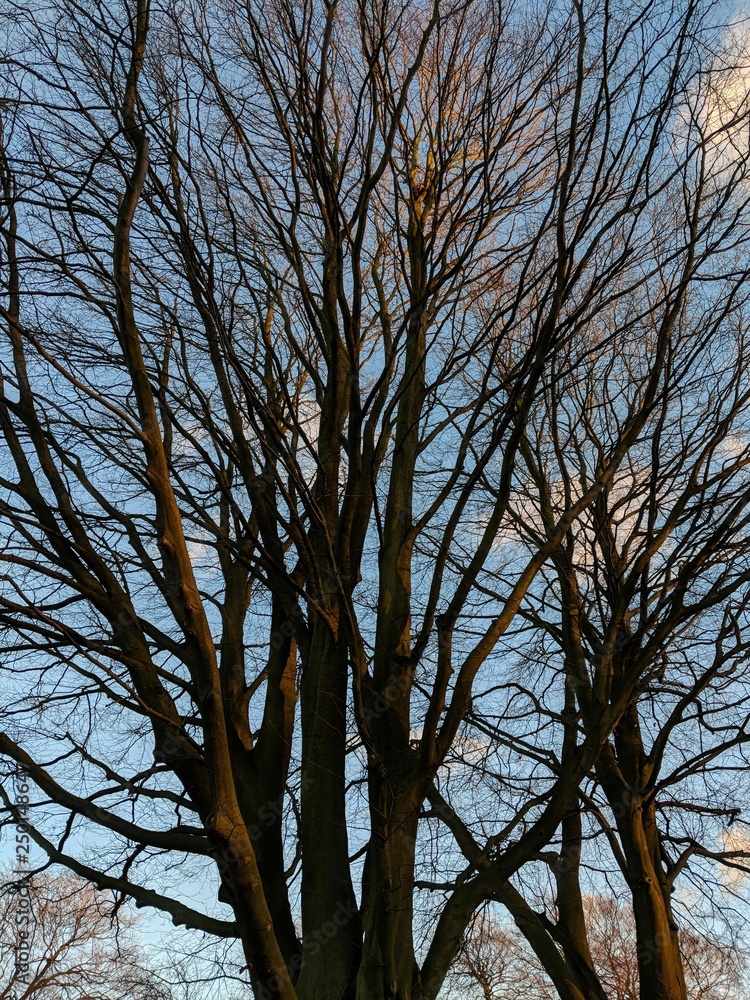 Beautiful trees and branches glowing against a bright winter sky at sunset, in Sherwood Forest, Nottinghamshire, UK Beautiful trees and branches glowing against a bright winter sky at sunset, in Sherwood Forest, Nottinghamshire, UK