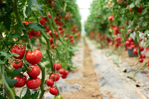 Obraz na płótnie Beautiful red ripe tomatoes grown in a greenhouse