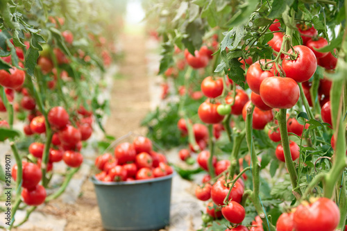 Ripe tomatoes in greenhouse ready to pick. Fresh red tomatoes in greenhouse. Harvesting of healthy vegetables. Techniques for growing organic tomatoes.