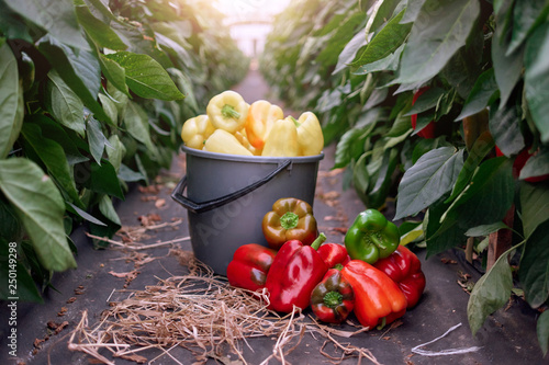 Ripe juicy bell peppers in commercial greenhouse. Paprika growing in agricultural greenhouse garden. Planting, growing, and harvesting bell peppers.