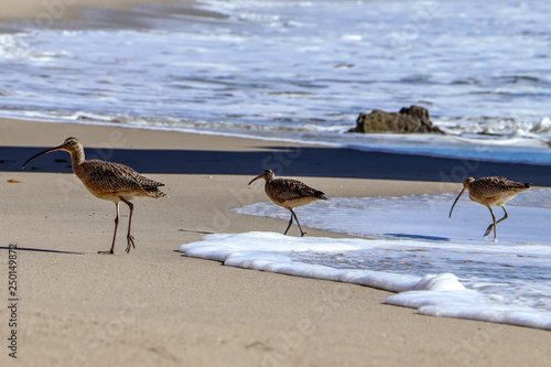 Birds walking on Pacific beach © Adam Yesner