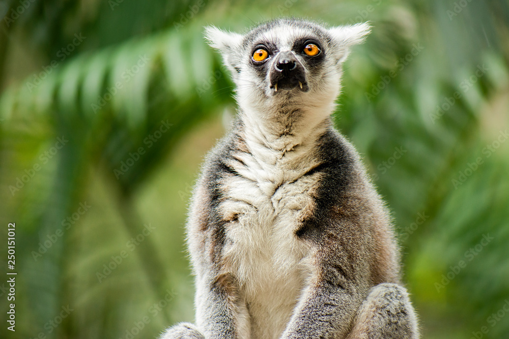 Lemur by itself amongst nature. Lemur by itself amongst nature.