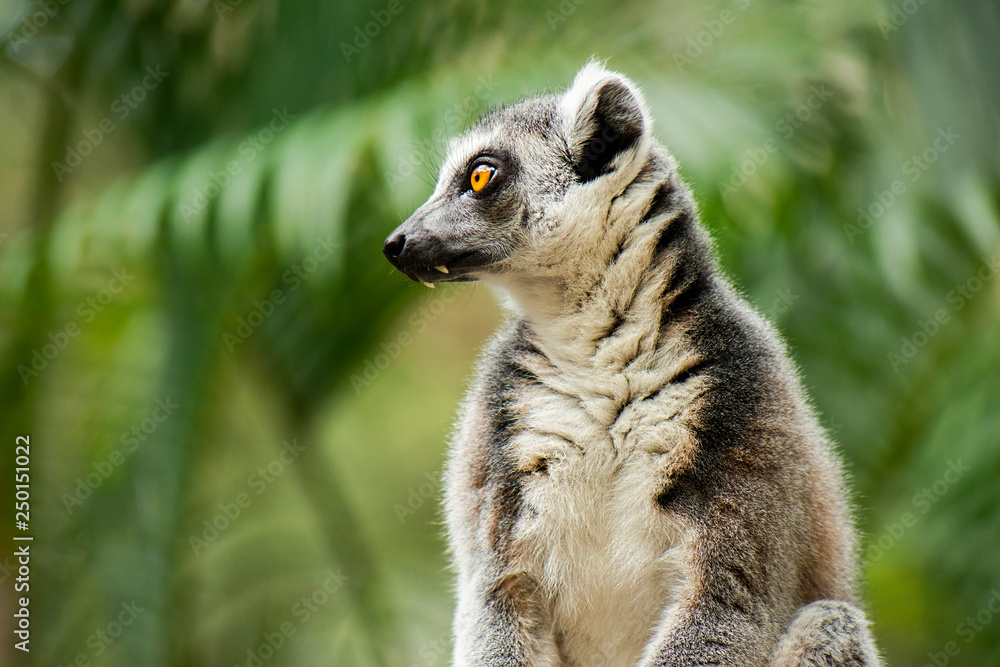Fototapeta premium Lemur by itself amongst nature.