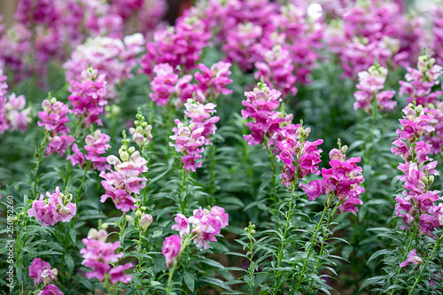 Beautiful pink flowers in the misty garden