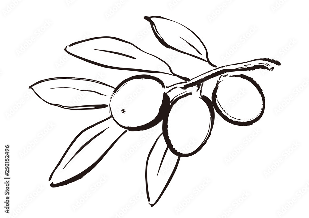 線画３ オリーブのイラスト Stock Vector Adobe Stock