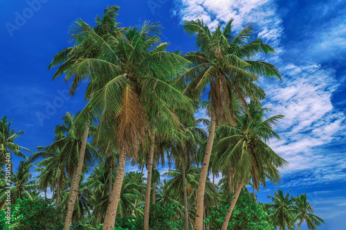 Beautiful sky. View of nice tropical palms. Holiday and vacation concept at Philippines on the island Siargao