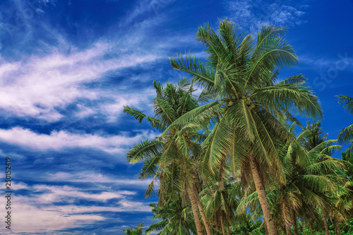 Beautiful sky. View of nice tropical palms. Holiday and vacation concept at Philippines on the island Siargao