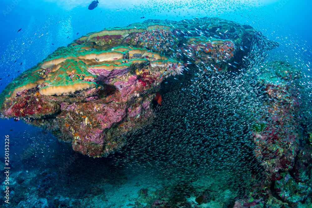 Fototapeta premium Tropical fish on a beautiful, colorful coral reef in the Similan Islands