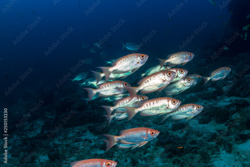 Fototapeta premium A shoal of Bigeye fish on a coral reef in Thailand
