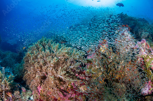 Colorful tropical fish around a thriving tropical coral reef in Asia