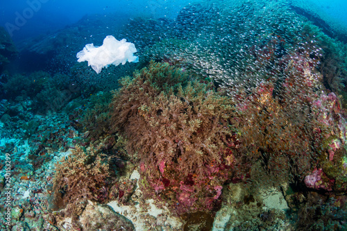 Plastic Pollution - a plastic bag floating next to a tropical coral reef in Asia