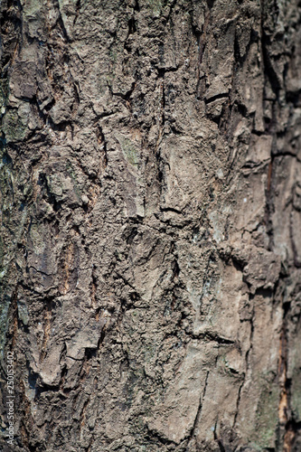 Young bark of common chestnut tree