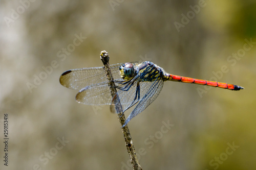 Image of dragonfly perched(Lathrecista asiatica)on a tree branch. Insect, Animal.