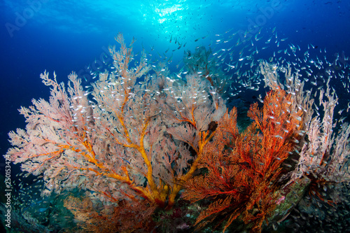 Beautiful delicate soft corals and seafans with a background sunburst on a tropical coral reef © whitcomberd