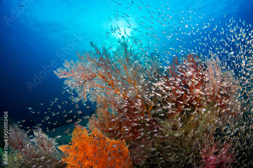 Beautiful delicate soft corals and seafans with a background sunburst on a tropical coral reef