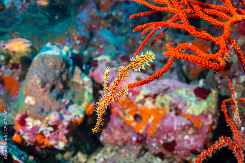 A delicate and well camouflaged Ornate Ghost Pipefish amongst soft corals on a tropical reef (Richelieu Rock, Thailand)