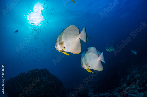 Batfish swimming over a clear water tropical coral reef in Thailand