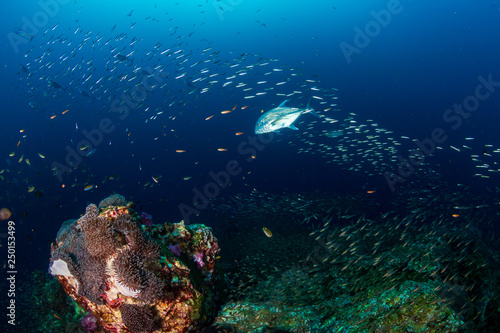 A beautiful tropical coral reef in the Coral Triangle