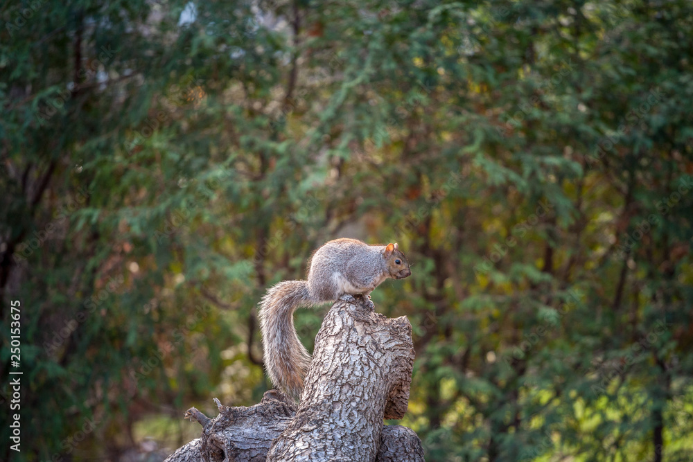 Eastern Gray Squirrel, or Sciurus carolinensis standing in an forest area of Montreal, Quebec, Canada. Also known as Grey Squirrel, it is one of the most common North American rodents