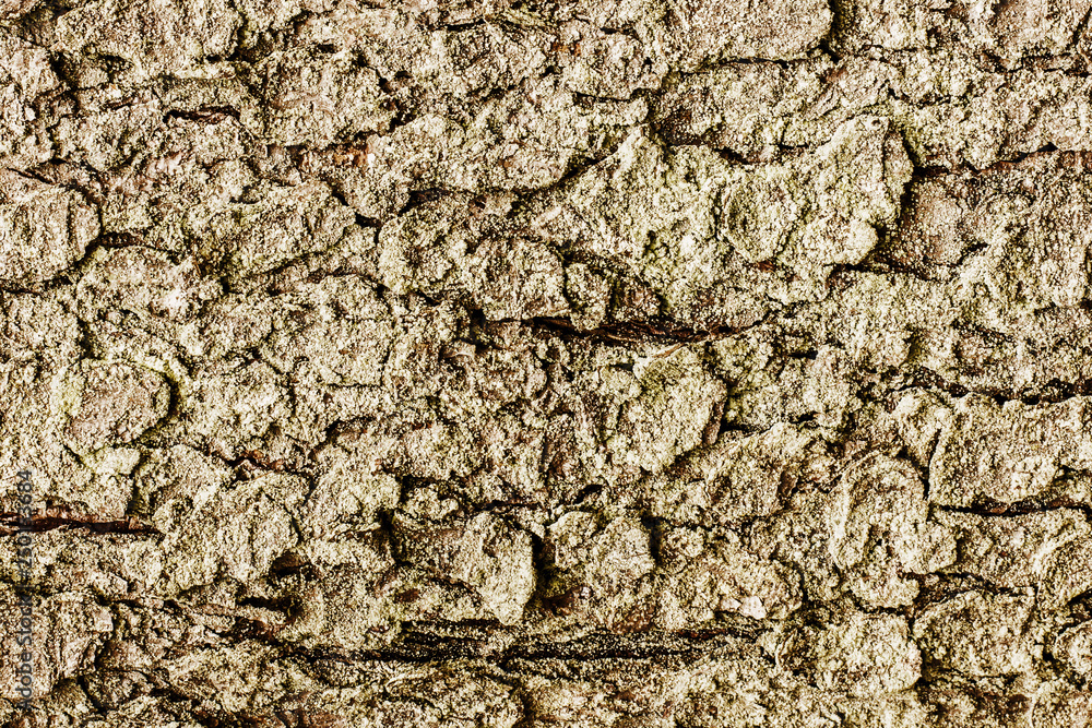 Natural texture of tree bark. Closeup wood backdrop. Natural texture of tree bark. Closeup wood backdrop.