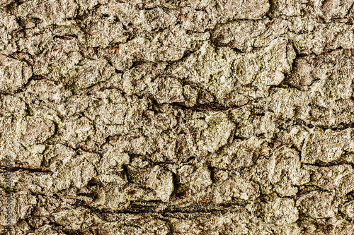Natural texture of tree bark. Closeup wood backdrop.