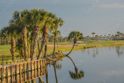 Palm trees on Lake Vedra. Ponte Vedra Beach, Florida photo