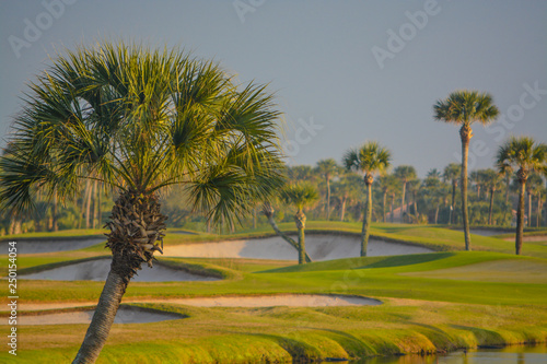 Palm trees on Lake Vedra. Ponte Vedra Beach, Florida