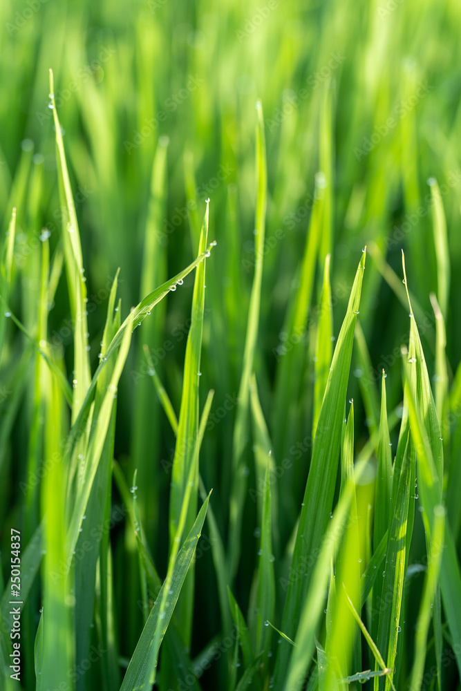 Lush green rice field plant in Bali, Indonesia