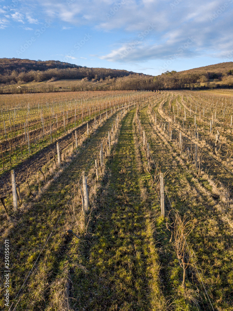 A vineyard near Eisenstadt at the bottom of the Leithagebirge, Burgenland, Austria