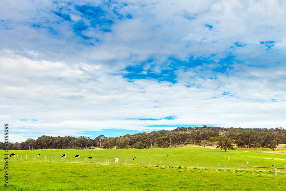 Grazing cows on a daily farm in South Australia
