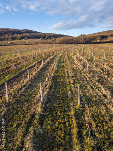 A vineyard near Eisenstadt at the bottom of the Leithagebirge  Burgenland  Austria