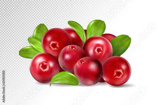 Cranberry with leaves on transparent background. Realistic vector. 3d illustration