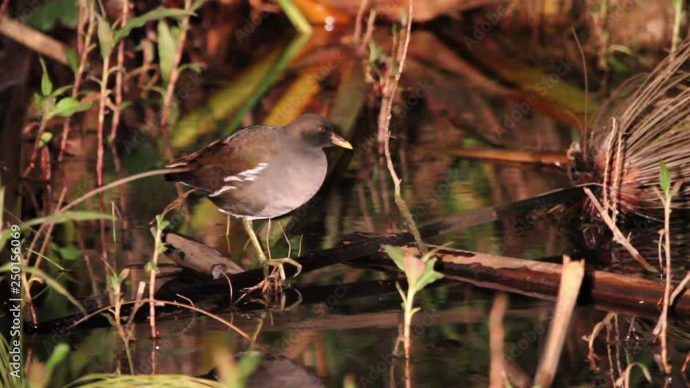 Moorhen sleep Beautiful steady shot of moorhen sleep at night Moorhen sleep Beautiful steady shot of moorhen sleep at night