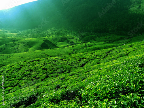 Tea plant at munnar kerala India 