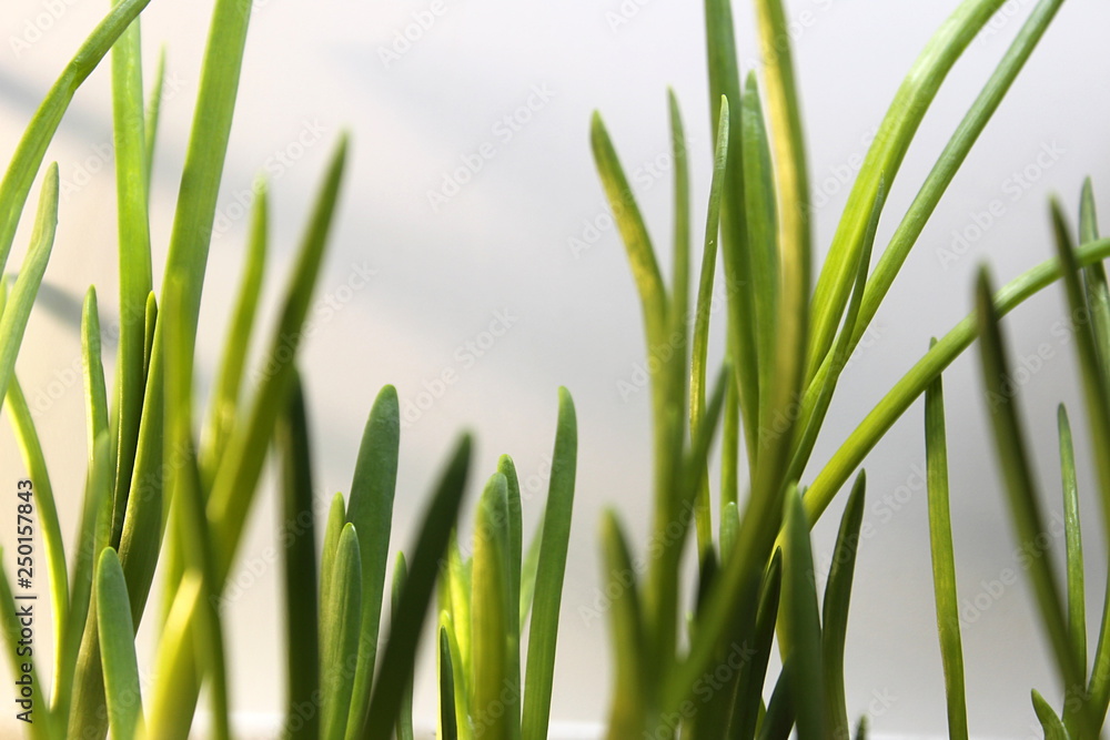 Obraz premium Green onions growing in the sun fresh juicy