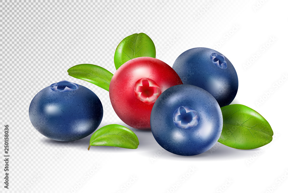 Blueberries and cranberries with leaves. Quality realistic vector, 3d illustration
