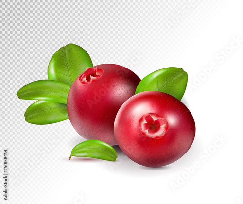Two cranberry with leaves on transparent. Full depth of field. Quality realistic vector, 3d illustration